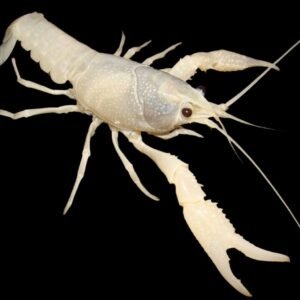 Procambarus Clarkii var-Snow White Red Swamp Crayfish