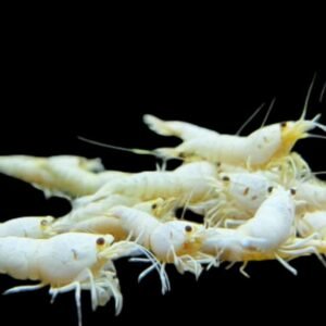 Caridina Cantonensis var-Snow Bool/White Shrimp