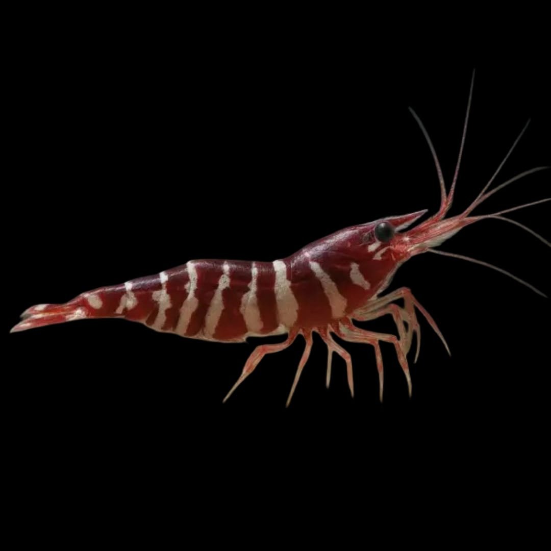 Caridina Tigri-Towuti Red Tiger Shrimp