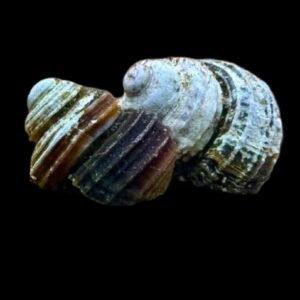 Celetaia Persculpta-Poso Turbo Snail