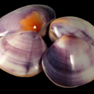 Batissa Violacea-Violet Batissa Clam