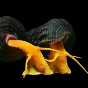 Tylomelania Zemis-Orange Poso Rabbit Snail