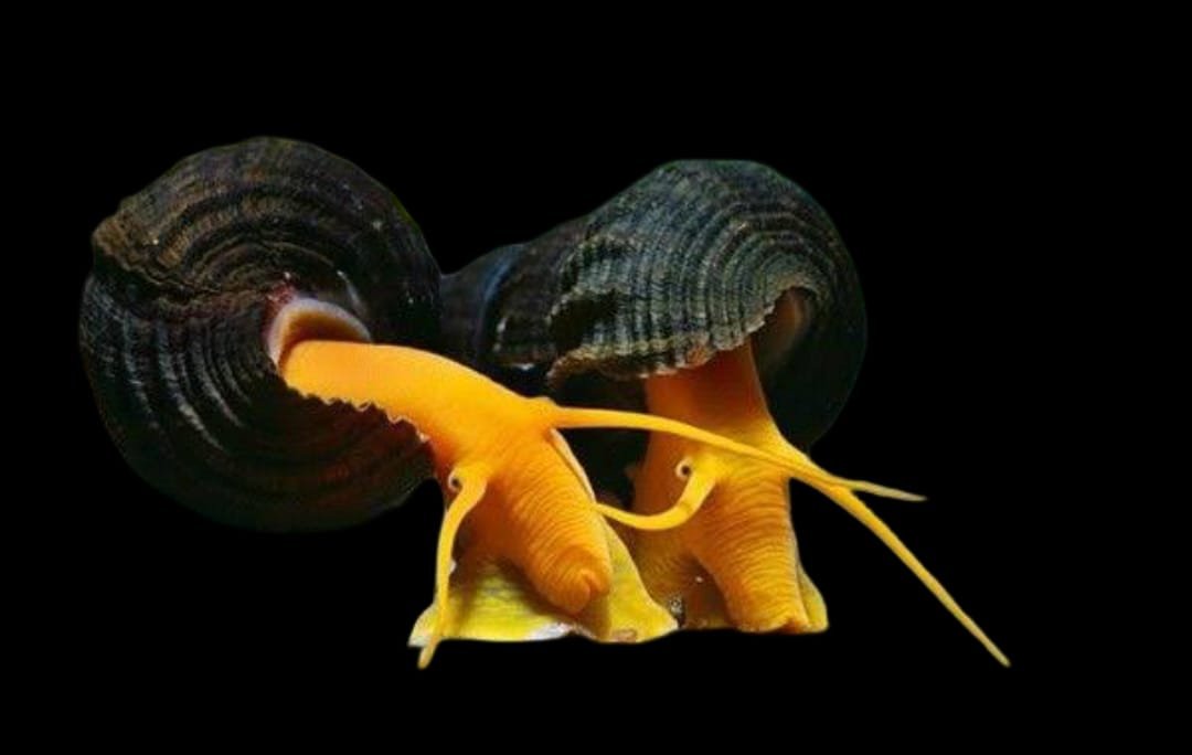 Tylomelania Zemis-Orange Poso Rabbit Snail