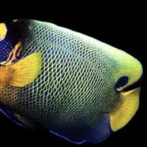 Euxiphipops Xanthometopon (Blueface Angelfish)