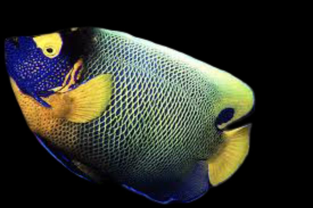 Euxiphipops Xanthometopon (Blueface Angelfish)