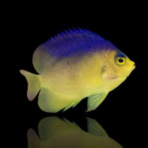Centropyge Colini (Blueback Pygmy Angelfish)