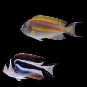 Genicanthus Bellus Male (Bellus Angelfish - Male)