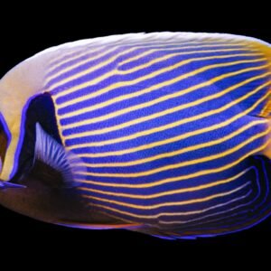 Pomacanthus Imperator (Pacific Emperor Angel Fish Large)