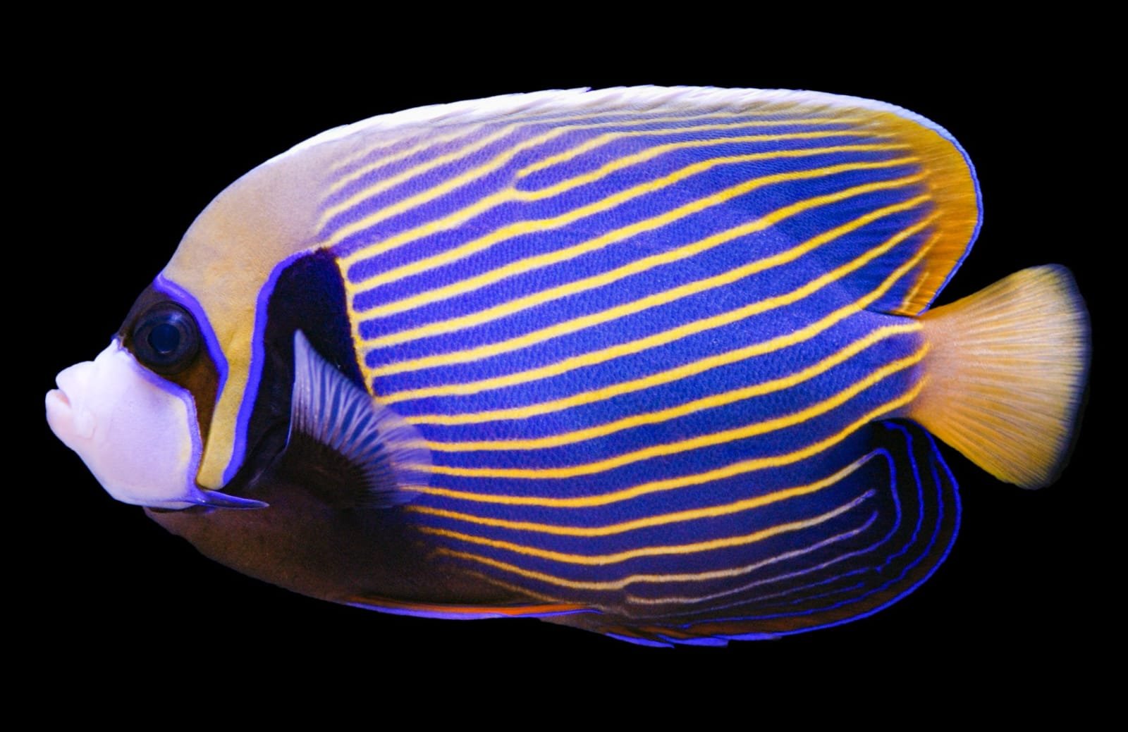 Pomacanthus Imperator (Pacific Emperor Angel Fish Large)