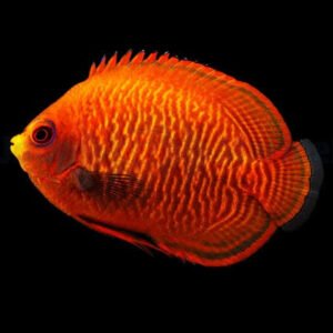 Centropyge Aurantius (Golden Angel)