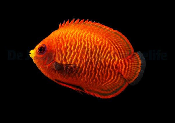 Centropyge Aurantius (Golden Angel)