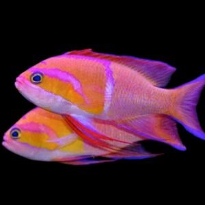Pseudanthias leucozonus (White-bar Anthias)