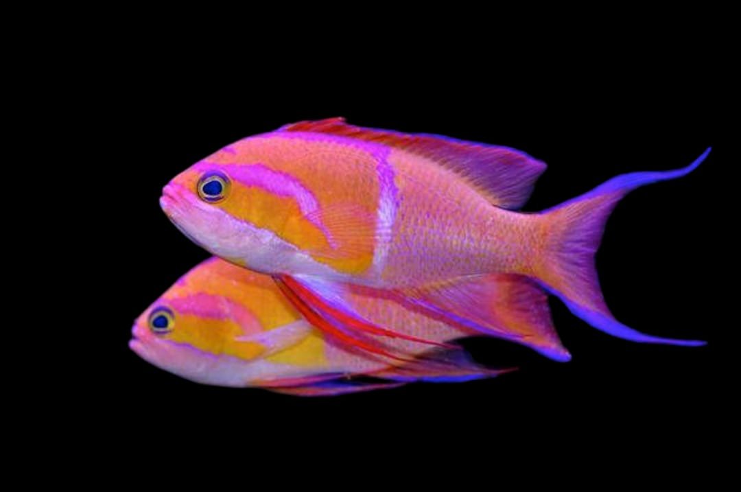 Pseudanthias leucozonus (White-bar Anthias)