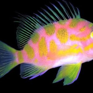 Holanthias Borbonius (Bordon Fairy Basslet)