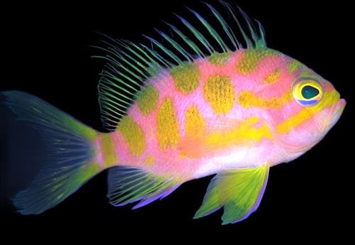 Holanthias Borbonius (Bordon Fairy Basslet)