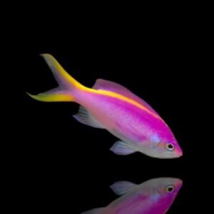 Mirolabrichthys Tuka (Purple Queen (Male/Female)