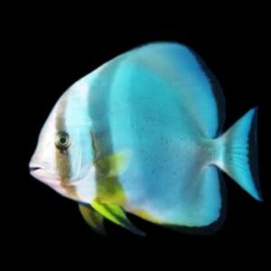 Platax orbicularis-Orbicular Batfish