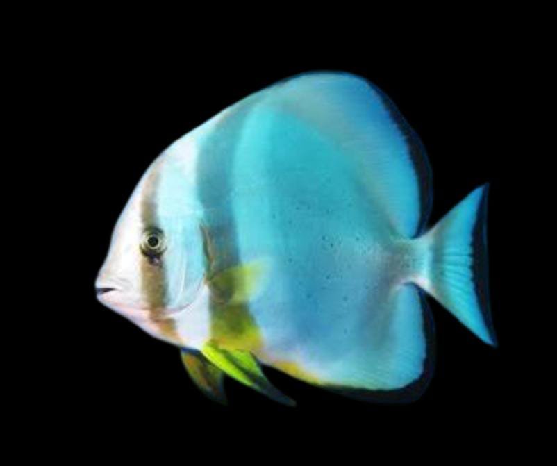 Platax orbicularis-Orbicular Batfish