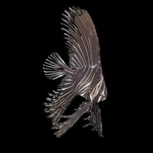 Platax Batavianus-Batavian Batfish