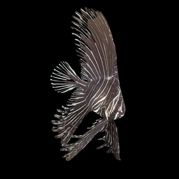 Platax Batavianus-Batavian Batfish