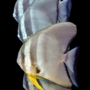Platax Teira-Round Faced Batfish