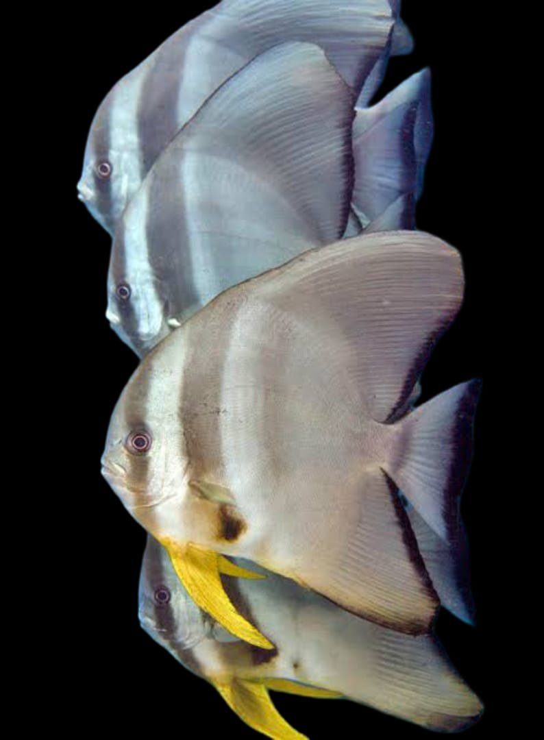 Platax Teira-Round Faced Batfish