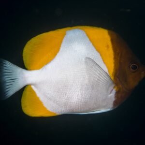 Hemitaurichthys Polylepis (Pyramid Butterflyfish)