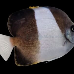 Hemitaurichthys Zoster (Brown-And-White Butterflyfish)