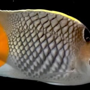 Chaetodon Xanthurus (Philippine Chevron Butterflyfish)