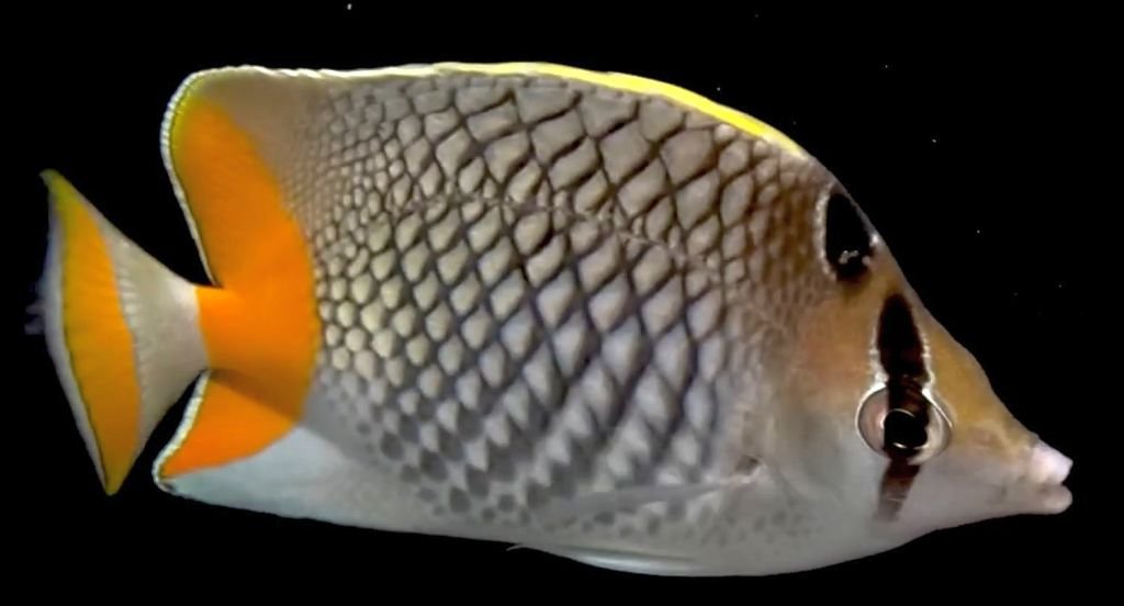 Chaetodon Xanthurus (Philippine Chevron Butterflyfish)