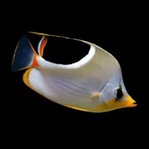 Chaetodon Ephippium (Saddleback Butterflyfish)