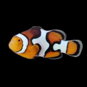Amphiprion Percula (Picasso Clownfish)