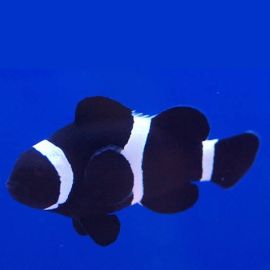 Amphiprion Percula (Full Black Clownfish)