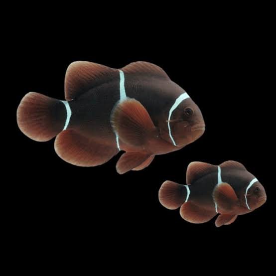 Premnas Epigrammata (Indian Cown Maroon)