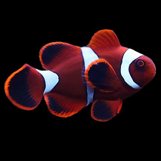 Premnas Biaculeatus (Marrown Clown (Pair)