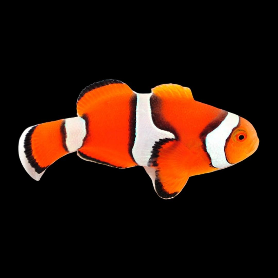 Amphiprion Percula (Half Black Clownfish)