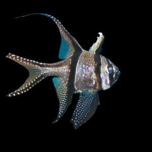 Apogon Kauderni (Banggai Cardinal)