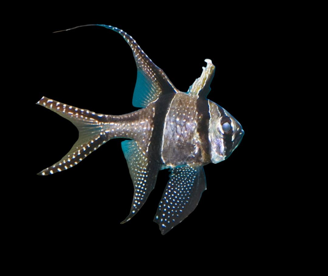 Apogon Kauderni (Banggai Cardinal)