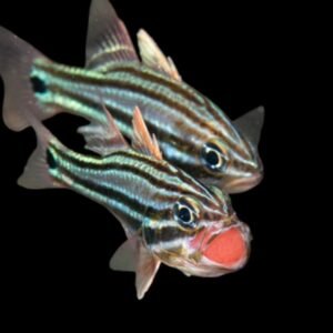Apogon Cookii (Blackbanded Cardinalfish)