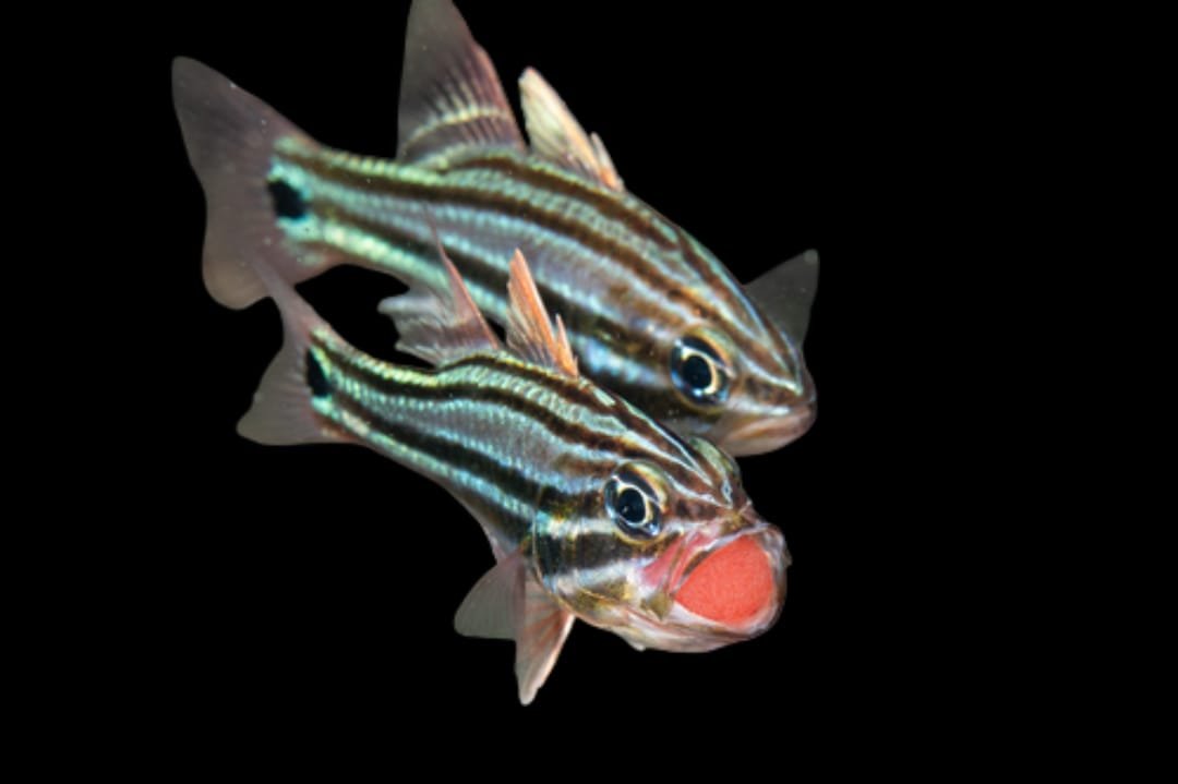 Apogon Cookii (Blackbanded Cardinalfish)
