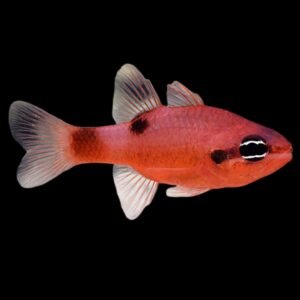 Apogon Coccineus (Red Ruby Cardinal)