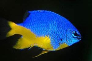 Chrysiptera Hemicyanea (Azure Damselfish)