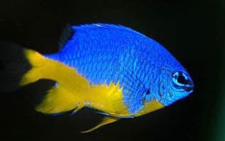 Chrysiptera Hemicyanea (Azure Damselfish)
