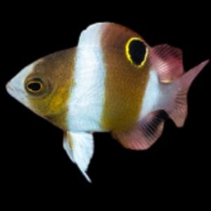 Dascyllus Prosopotaenia (Honey Breast Damsel)
