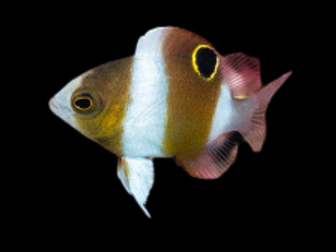 Dascyllus Prosopotaenia (Honey Breast Damsel)