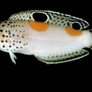 Coris Aygula (Clown Coris)