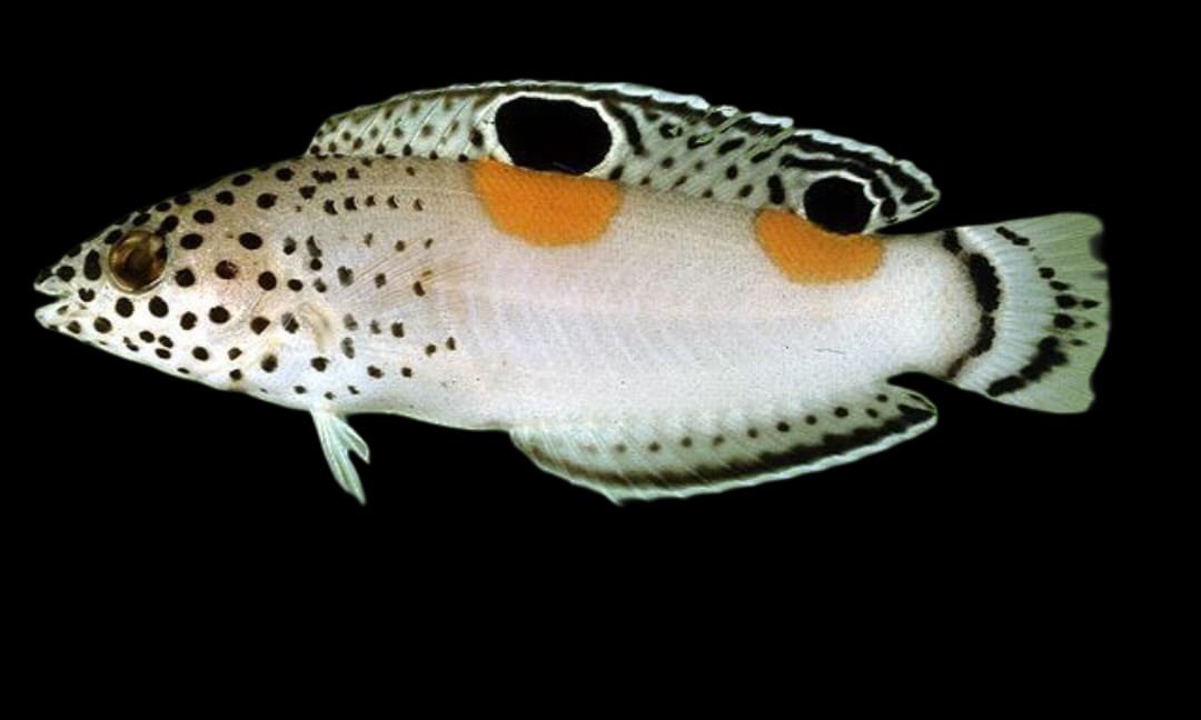 Coris Aygula (Clown Coris)