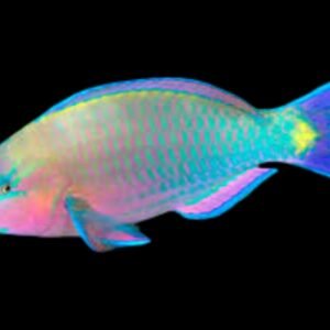 Scarus Psittacus (Red-sided Parrotfish)