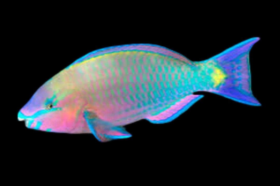 Scarus Psittacus (Red-sided Parrotfish)