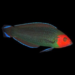 Halichoeres Rubricephalus (Red Face Wrasse)